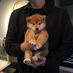 萌白酱视频在线
